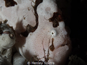 Blushing Frogfish - This white frogfish appears to blush ... by Henley Spiers 